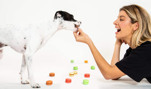 Enjoy a moment spoiling your pup with a dog macaron from A Paw's Nation
