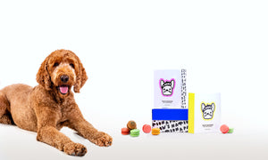 A beautiful Golden doodle laying down next to a box of dog macarons from A Paw's Nation